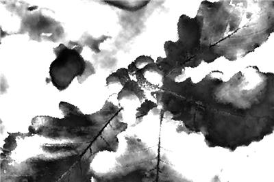 蒙古棟樹(shù)值多少錢(qián)？