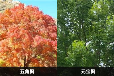 五角楓和元寶楓的區(qū)別有幾點(diǎn)？應(yīng)該怎么分別？