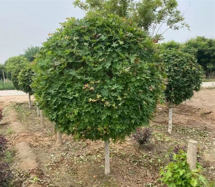 叢生元寶楓、產(chǎn)地、價格、苗圃基地及病蟲防治