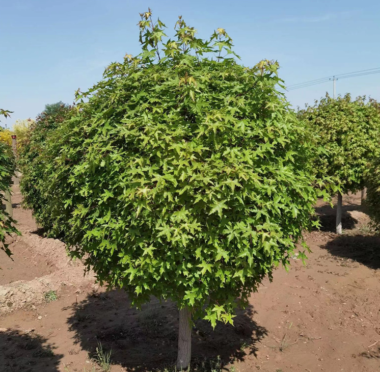 叢生元寶楓、產(chǎn)地、價格、苗圃基地及病蟲防治