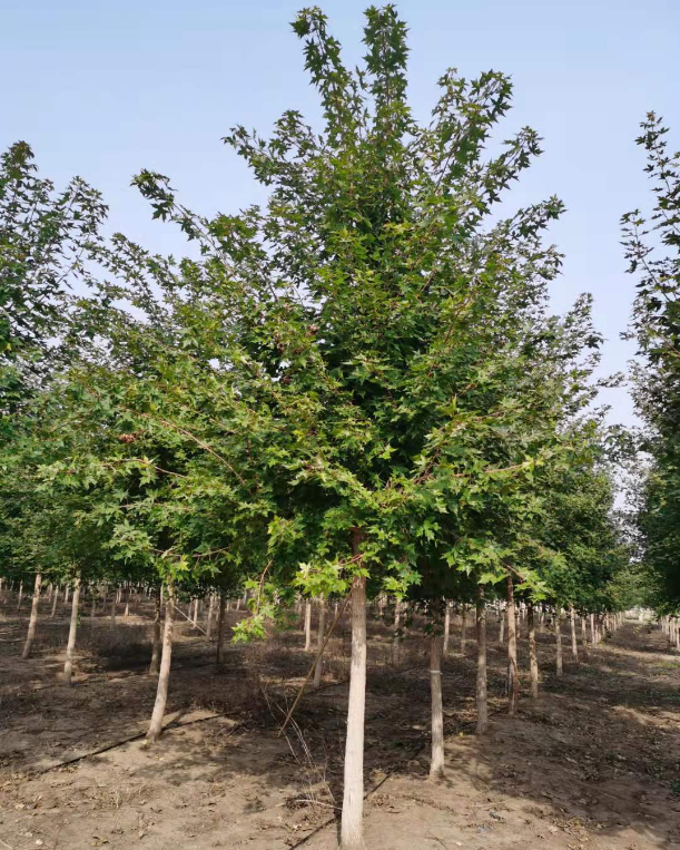 叢生元寶楓、產(chǎn)地、價格、苗圃基地及病蟲防治